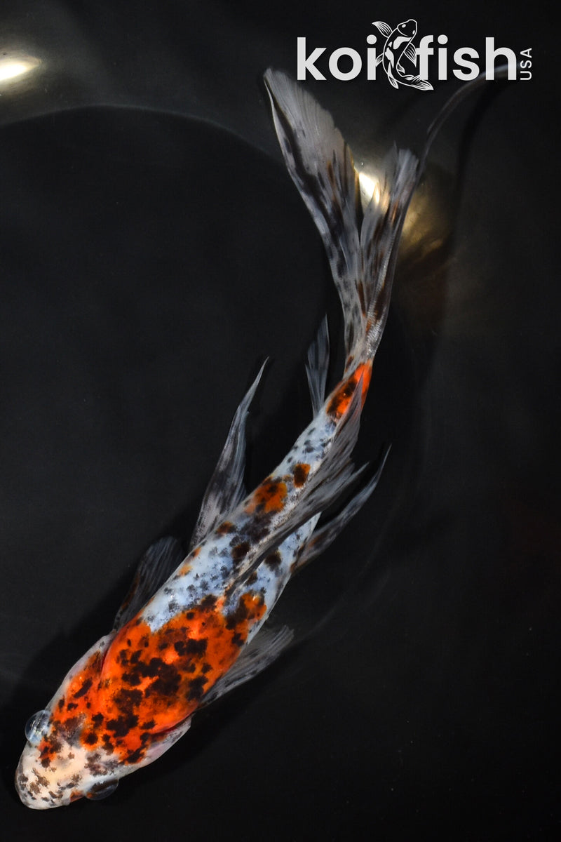 8.75" SHUBUNKIN GOLDFISH