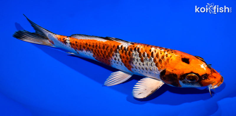 11" BENI GINGA