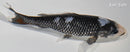 6.5" BENI MATSUKAWABAKE