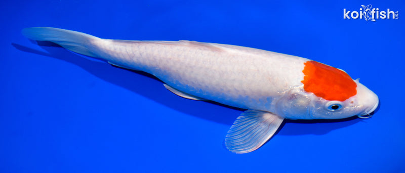 12.25" TANCHO KOHAKU