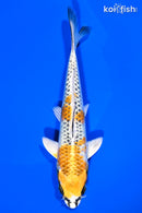 6.75" KUJAKU