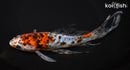 8.75" SHUBUNKIN GOLDFISH