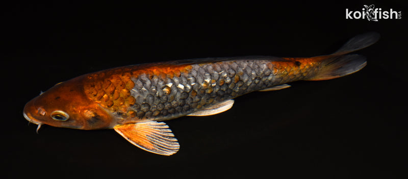 10.75" GINRIN OCHIBA SHIGURE