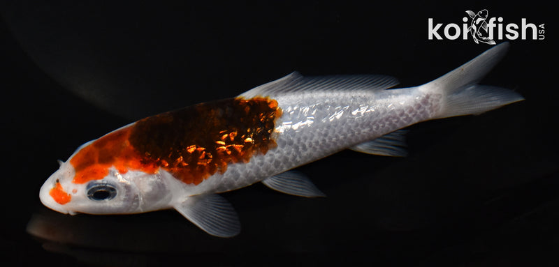 5.5" GINRIN GOROMO