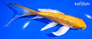 7.25" GINRIN ORENJI OGON BUTTERFLY