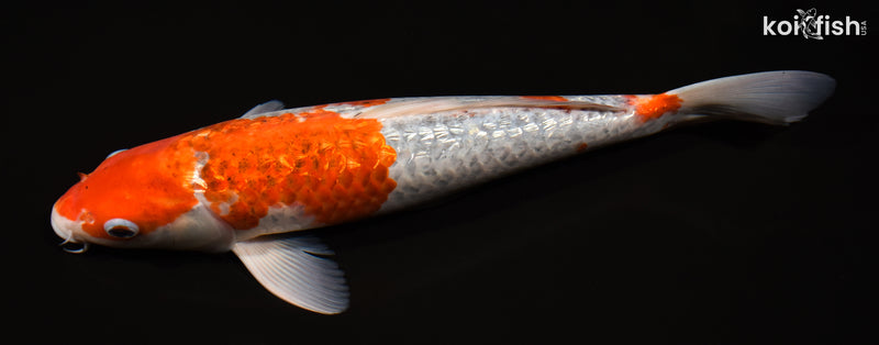 14.25" GINRIN GOROMO
