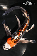 8.75" GINRIN BENI KIKOKKURYU BUTTERFLY