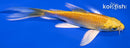5" YAMABUKI OGON BUTTERFLY