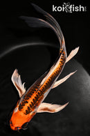10" BENI KIKOKURYU BUTTERFLY