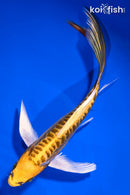 7" KIN KIKOKURYU BUTTERFLY