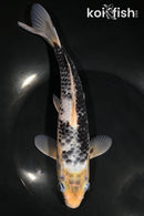 9.5" MATSUKAWABAKE