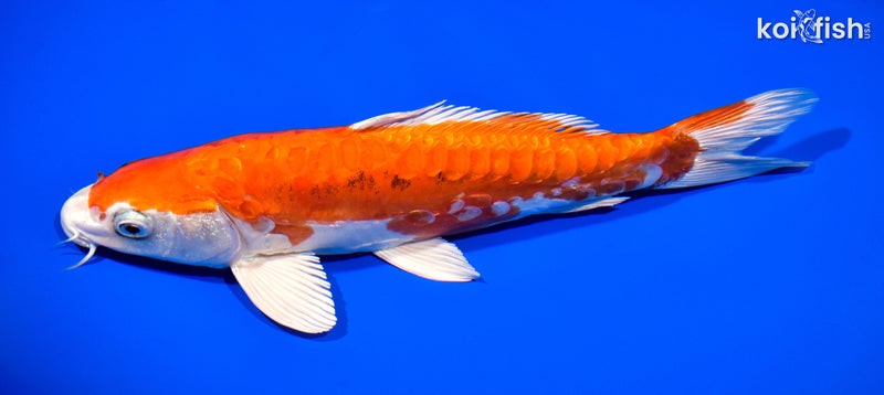 11.25" ARAGOKE HEISEI NISHIKI