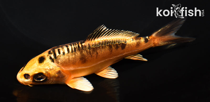 5" BENI KIKOKURYU