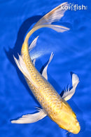 9.5" GINRIN YAMABUKI OGON BUTTERFLY