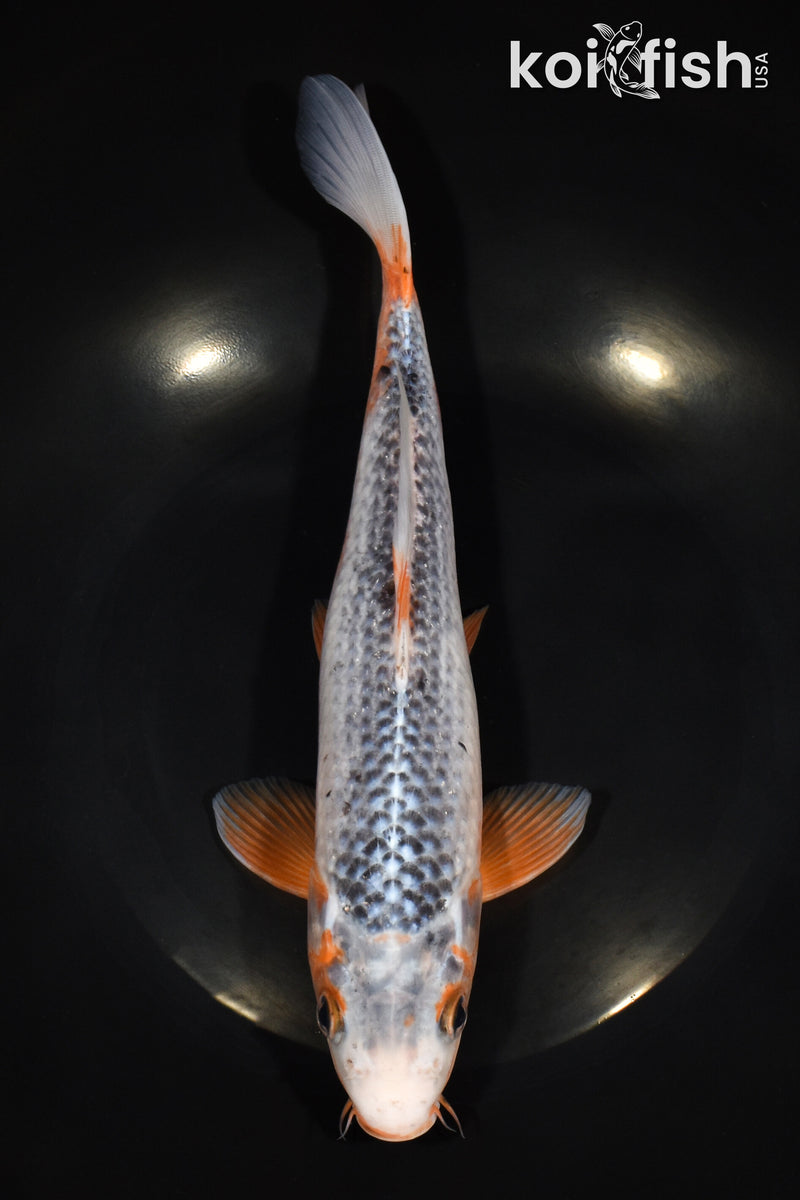 10" ASAGI