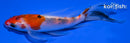 5" SANKE BUTTERFLY