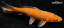 7.75" OCHIBA SHIGURE