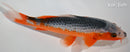 8.5" HI ASAGI