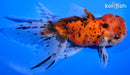 4.75" CALICO ORANDA GOLDFISH