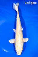 11.25" YAMABUKI OGON