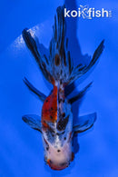 4.5" CALICO ORANDA GOLDFISH