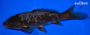 7.75" OCHIBA SHIGURE