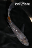 5" GINRIN OCHIBA SHIGURE BUTTERFLY