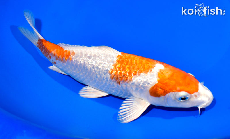 8.25" GINRIN HARIWAKE