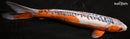 14.5" SHUSUI
