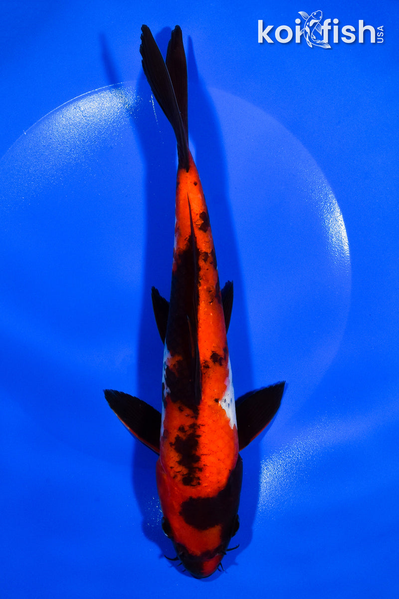 9" HI SHOWA