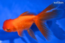5.5" ORANDA GOLDFISH