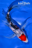 6.5" SANKE BUTTERFLY