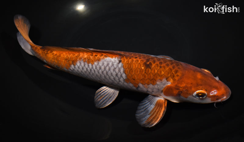 11.5" OCHIBA SHIGURE