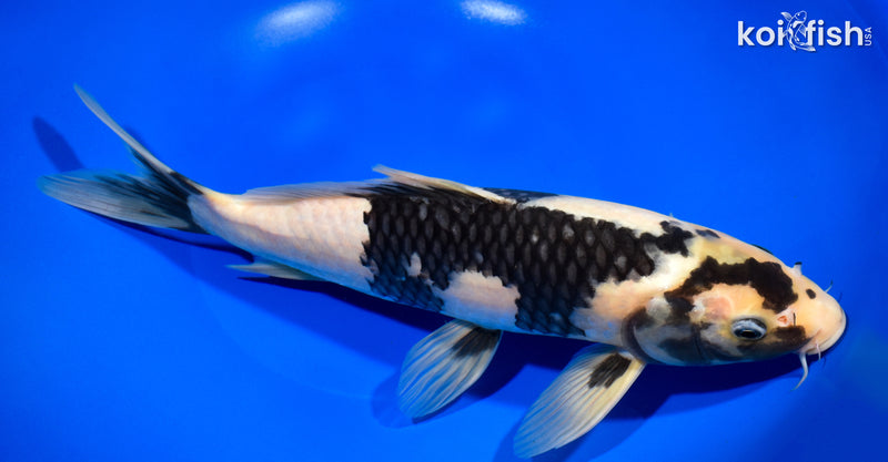 11.75" SHIRO UTSURI