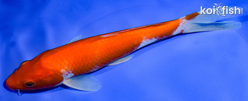 8" KOHAKU