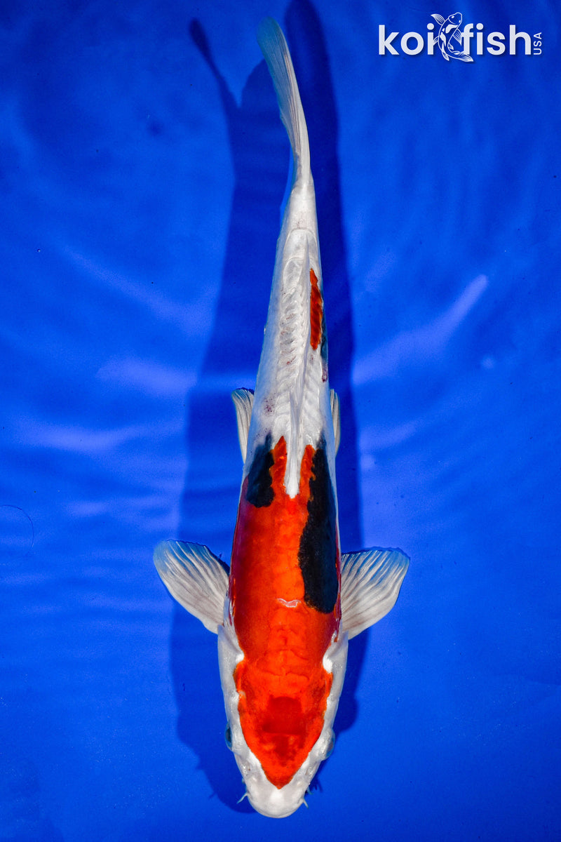 12.5" HEISEI NISHIKI