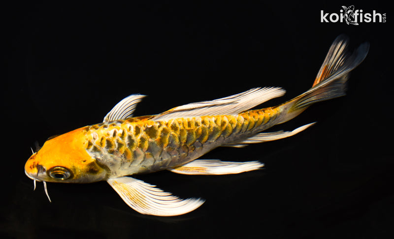 8" ARAGOKE KUJAKU BUTTERFLY