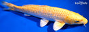 10.75" GINRIN YAMABUKI OGON