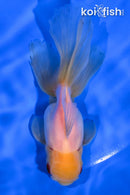 5" ORANDA GOLDFISH