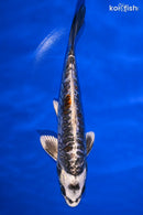 7.25" BENI KIKOKURYU