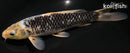 9.5" MATSUKAWABAKE