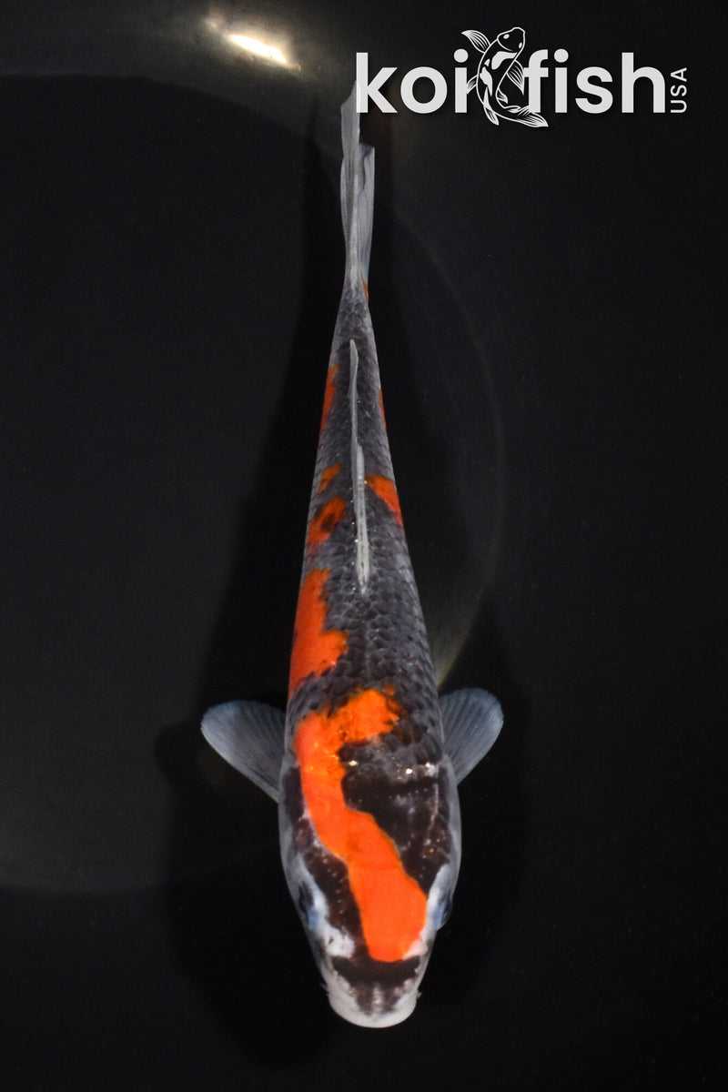 7" GOSHIKI