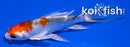 4.5" KUJAKU BUTTERFLY