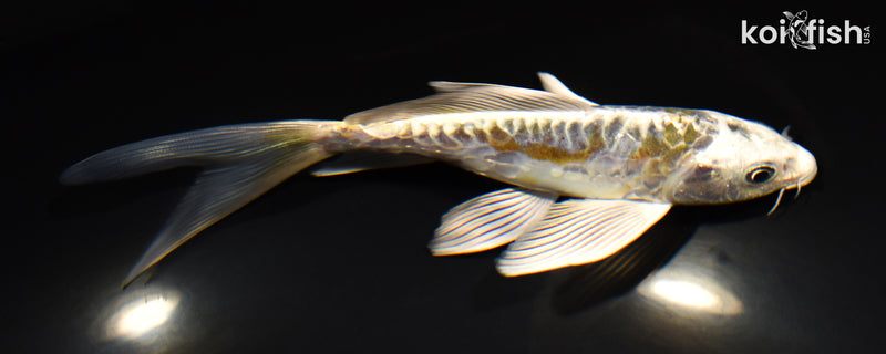 6.25" KIN KIKOKURYU BUTTERFLY