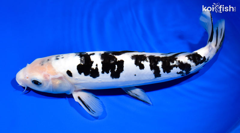 12.75" DOITSU SHIRO BEKKO