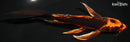 7.5" KIN ORENJI MATSUBA BUTTERFLY