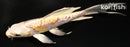 5.25" DOITSU LEMON HARIWAKE BUTTERFLY