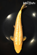 10.5" "YELLOW MONKEY" KARASHIGOI