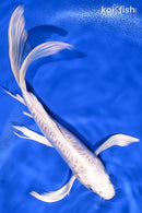 8.75" DOITSU PLATINUM OGON BUTTERFLY