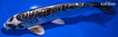 7.25" BENI KIKOKURYU